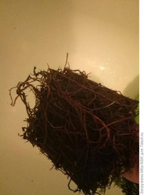 Что делать с саженцами после покупки. О пересадке полученных саженцев