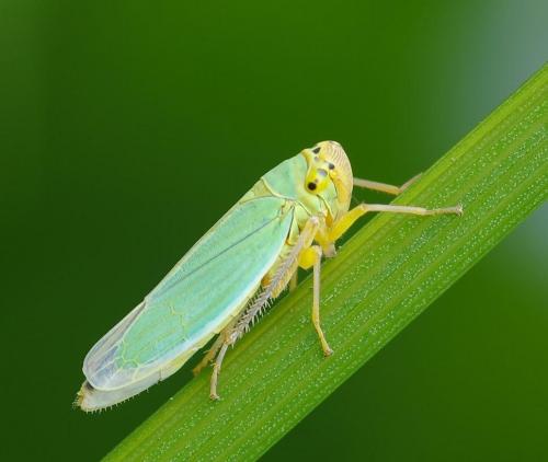 Столбур томатов