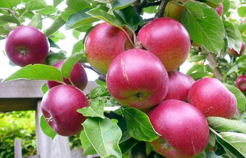 Как правильно ухаживать за яблонями и грушами. Яблони и груши в ожидании холодов –, как осенью подготовить сад к зиме