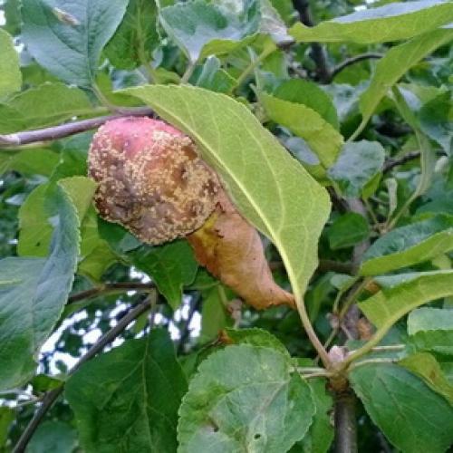 Как увеличить урожай яблок и груш: два простых правила 12 Как увеличить урожай яблок и груш: два простых правила 12