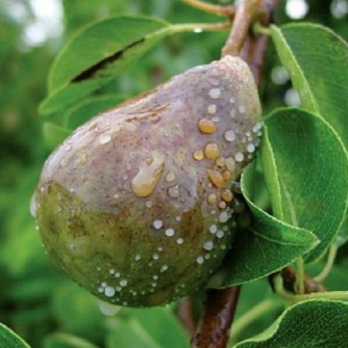 Как увеличить урожай яблок и груш: два простых правила 15 Как увеличить урожай яблок и груш: два простых правила 15