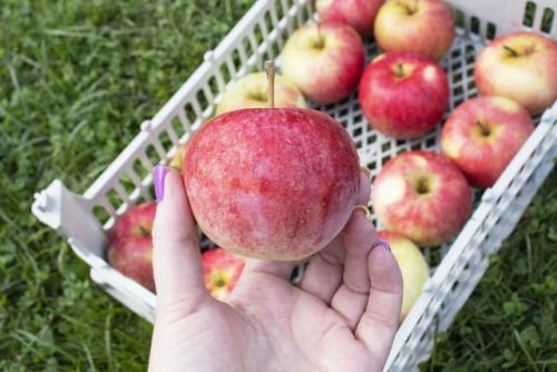 Как узнать, когда яблоки и груши созрели. Характеристики сорта — это важно