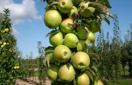 Какие свойства имеет колонновидная яблоня сорта Президент. Колоновидная яблоня Президент: описание, фото, отзывы