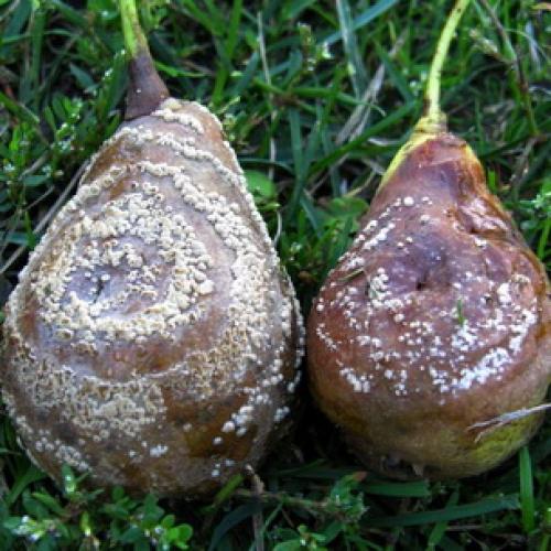 Как увеличить урожай яблок и груш: два простых правила 16 Как увеличить урожай яблок и груш: два простых правила 16