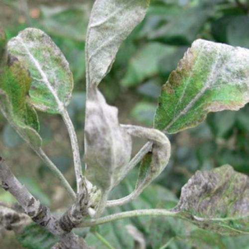 Как увеличить урожай яблок и груш: два простых правила 17 Как увеличить урожай яблок и груш: два простых правила 17