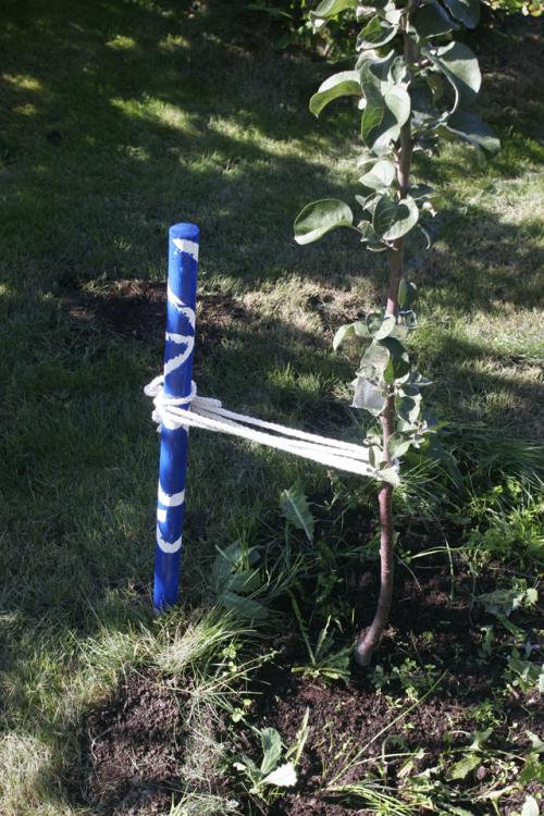 Какие условия необходимы для успешного выращивания яблок и груш. Секреты успеха. Правила посадки яблони и груши