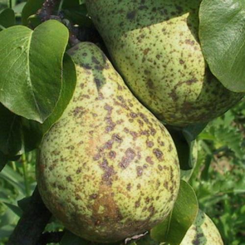 Как увеличить урожай яблок и груш: два простых правила 09 Как увеличить урожай яблок и груш: два простых правила 09