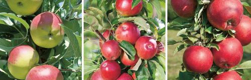 Как выбрать подходящий сорт яблони для посадки осенью. ПОЧЕМУ ОСЕННИЕ СОРТА ЯБЛОНЬ ЛУЧШЕ ЛЕТНИХ И ЗИМНИХ