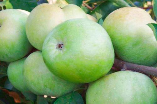 Как ухаживать за колонновидной яблоней сорта Президент. Уход за колоновидной яблоней Президент