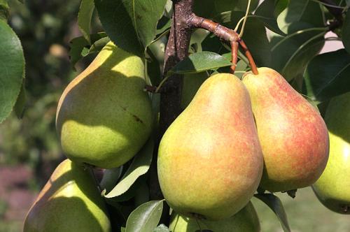 Какие условия необходимы для успешного выращивания яблок и груш. Секреты успеха. Правила посадки яблони и груши