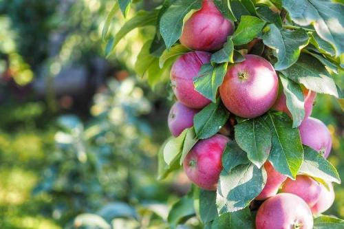 Что такое колонновидная яблоня сорта Президент. Сорта колоновидной яблони