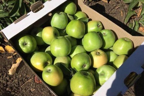 Как ухаживать за колонновидной яблоней сорта Президент. Уход за колоновидной яблоней Президент