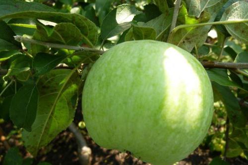 Как ухаживать за колонновидной яблоней сорта Президент. Уход за колоновидной яблоней Президент