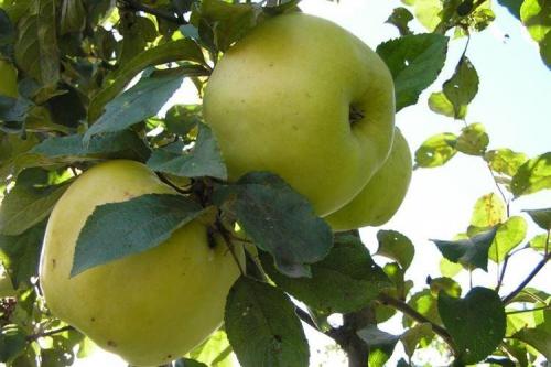 Как ухаживать за колонновидной яблоней сорта Президент. Уход за колоновидной яблоней Президент