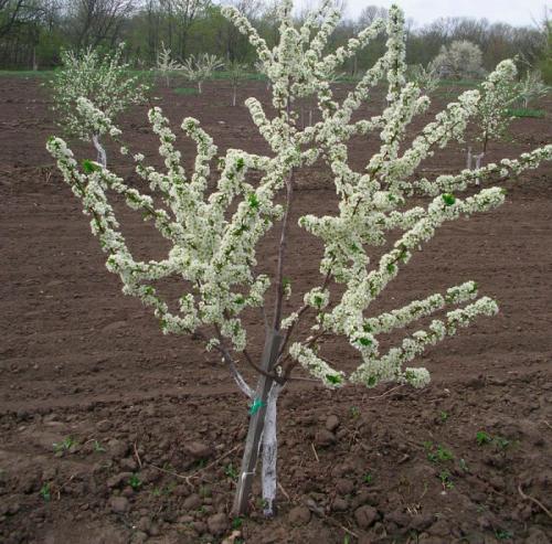 Как правильно увлажнить яблонь после посадки. Как ухаживать в весеннее время