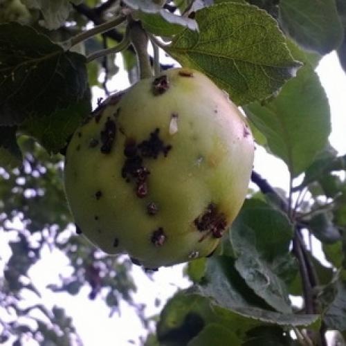 Как увеличить урожай яблок и груш: два простых правила 14 Как увеличить урожай яблок и груш: два простых правила 14