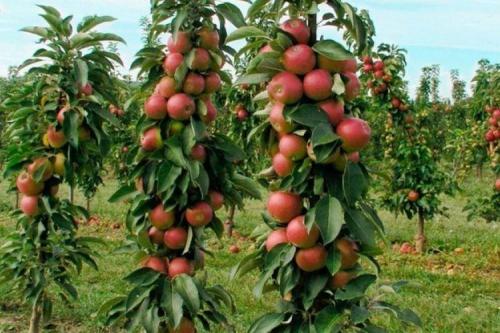 Что такое колонновидная яблоня сорта Президент. Сорта колоновидной яблони