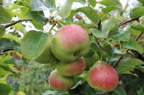 Как ухаживать за колонновидной яблоней сорта Президент. Уход за колоновидной яблоней Президент