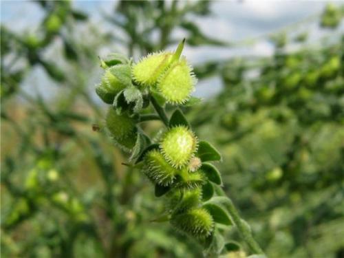 Как можно предотвратить появление мышей в огороде. Профилактические меры — гарантия успеха в борьбе с грызунами