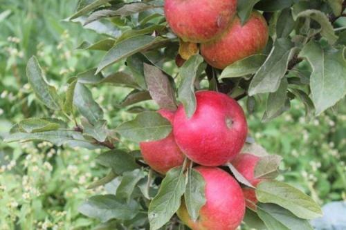 Что такое колонновидная яблоня сорта Президент. Сорта колоновидной яблони