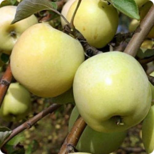 Как выбрать подходящий сорт яблони для посадки осенью. ПОЧЕМУ ОСЕННИЕ СОРТА ЯБЛОНЬ ЛУЧШЕ ЛЕТНИХ И ЗИМНИХ