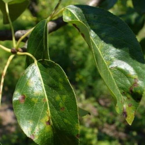 Как увеличить урожай яблок и груш: два простых правила 10 Как увеличить урожай яблок и груш: два простых правила 10