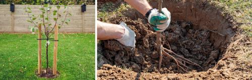 Когда сажают яблони осенью. ОСЕННЯЯ ПОСАДКА ЯБЛОНИ