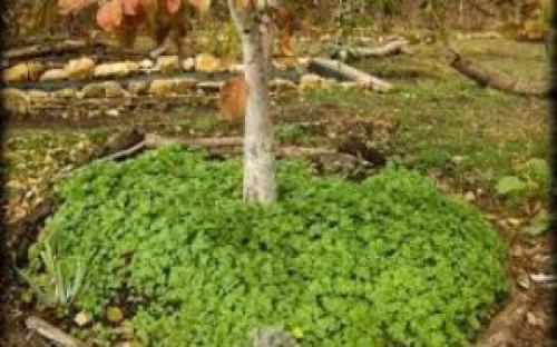 Как правильно выкопать ямку для посадки яблонь. Советы, как подготовить яму для посадки яблони