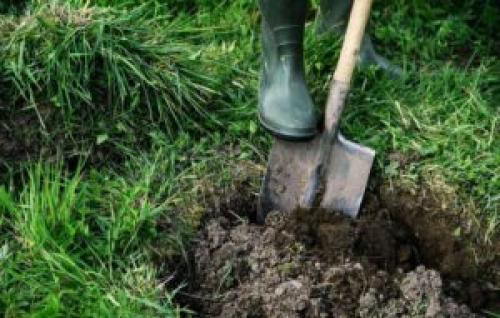 Как правильно выкопать ямку для посадки яблонь. Советы, как подготовить яму для посадки яблони