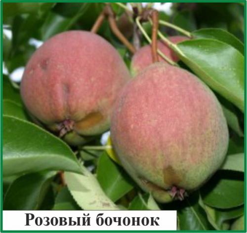 Как увеличить урожай яблок и груш: два простых правила 01 Как увеличить урожай яблок и груш: два простых правила 01