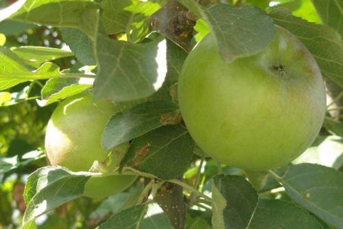 Как ухаживать за колонновидной яблоней сорта Президент. Уход за колоновидной яблоней Президент