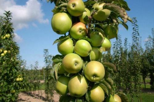 Что такое колонновидная яблоня сорта Президент. Сорта колоновидной яблони