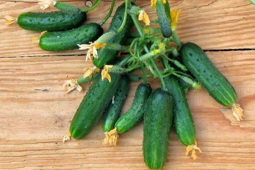 Лучшие сорта и гибриды огурцов для открытого грунта. Самые высокоурожайные сорта огурцов: фото, названия и описания (каталог)