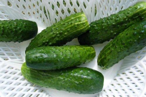 Лучшие сорта и гибриды огурцов для открытого грунта. Самые высокоурожайные сорта огурцов: фото, названия и описания (каталог)