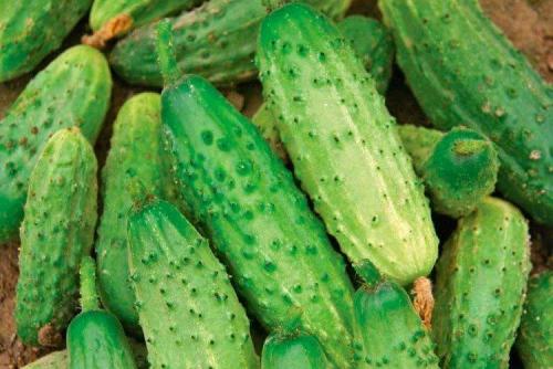 Лучшие сорта и гибриды огурцов для открытого грунта. Самые высокоурожайные сорта огурцов: фото, названия и описания (каталог)