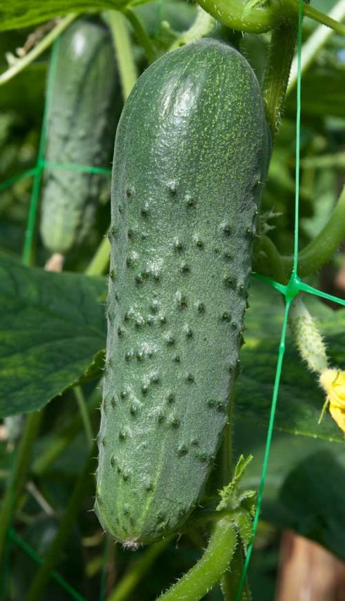 5 лучших сортов огурцов