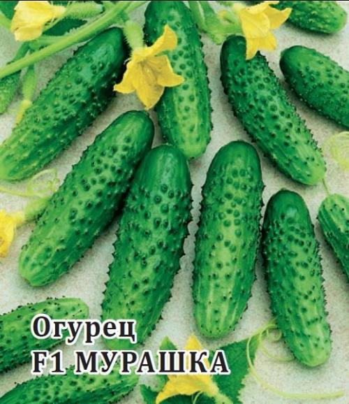 5 лучших сортов огурцов