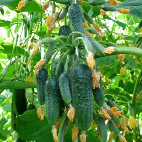 Лучшие сорта огурцов для открытого грунта для засолки. Какие сорта огурцов лучше сажать в открытый грунт для засолки