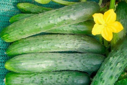 Лучшие сорта и гибриды огурцов для открытого грунта. Самые высокоурожайные сорта огурцов: фото, названия и описания (каталог)