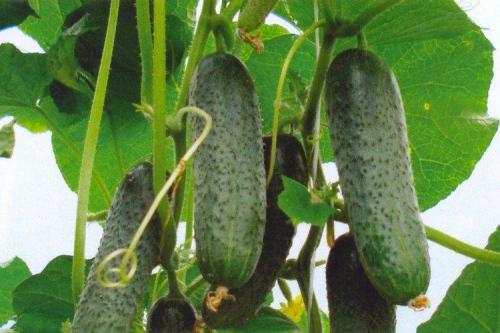 Лучшие сорта и гибриды огурцов для открытого грунта. Самые высокоурожайные сорта огурцов: фото, названия и описания (каталог)