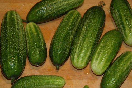 Лучшие сорта и гибриды огурцов для открытого грунта. Самые высокоурожайные сорта огурцов: фото, названия и описания (каталог)