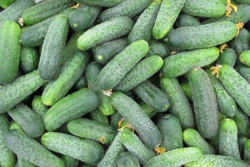 Лучшие сорта и гибриды огурцов для открытого грунта. Самые высокоурожайные сорта огурцов: фото, названия и описания (каталог)