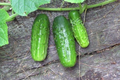Лучшие сорта и гибриды огурцов для открытого грунта. Самые высокоурожайные сорта огурцов: фото, названия и описания (каталог)