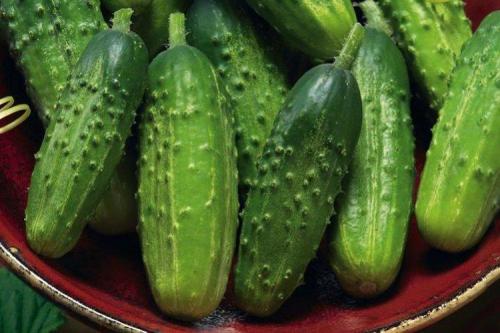 Лучшие сорта и гибриды огурцов для открытого грунта. Самые высокоурожайные сорта огурцов: фото, названия и описания (каталог)