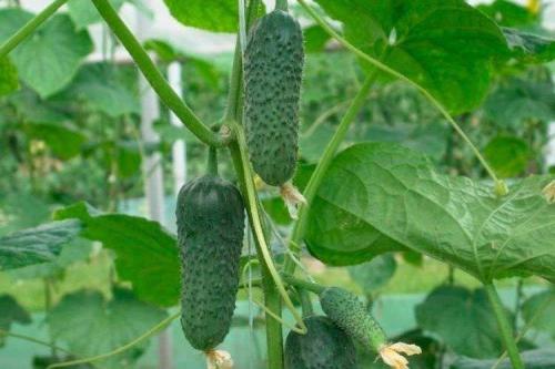 Лучшие сорта и гибриды огурцов для открытого грунта. Самые высокоурожайные сорта огурцов: фото, названия и описания (каталог)