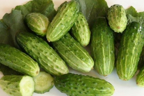 Лучшие сорта и гибриды огурцов для открытого грунта. Самые высокоурожайные сорта огурцов: фото, названия и описания (каталог)