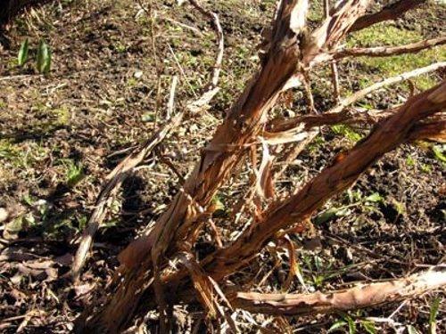 Подготовка посадочной ямы для жимолости. Что такое жимолость и её особенности