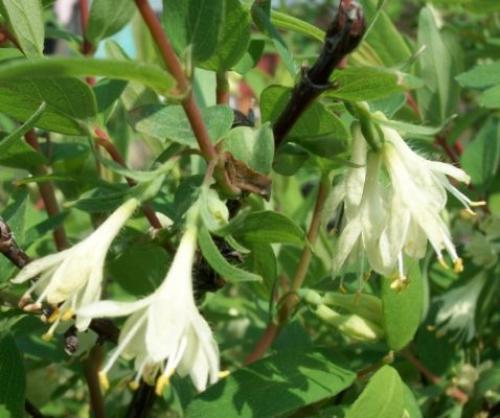 Подготовка посадочной ямы для жимолости. Что такое жимолость и её особенности