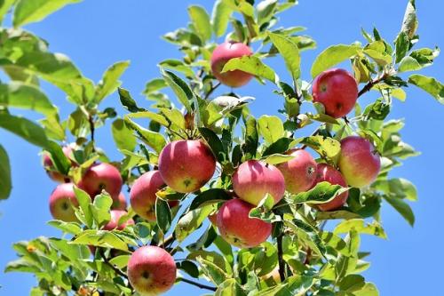 С чем сажать жимолость. Соседи жимолости на участке, рядом с чем сажать
