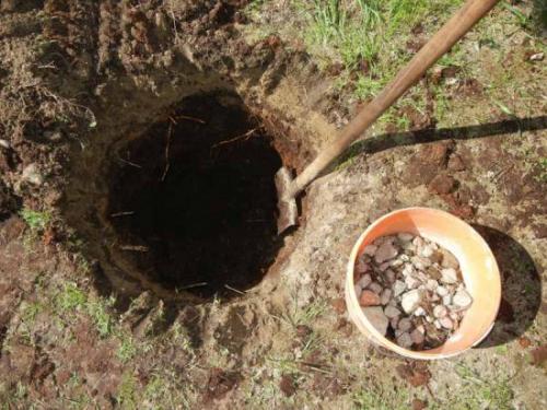 Посадка жимолости. Правильная посадка жимолости на даче